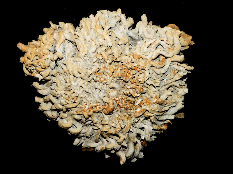 Vermicularia recta 8 3/8” x 7 5/8” "Superb Cluster"#17174 Vermicularia recta 8 3/8” x 7 5/8” "Superb Cluster"#17174