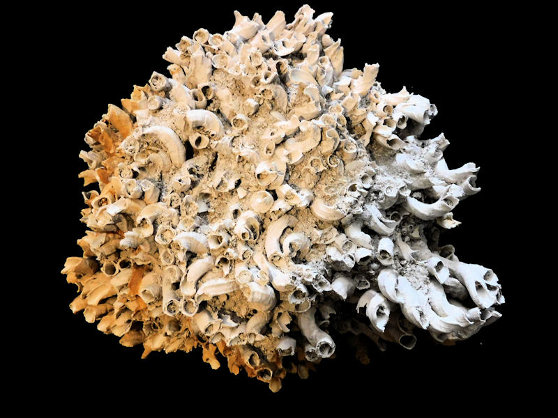 Vermicularia recta 8 3/8” x 7 5/8” "Superb Cluster"#17174