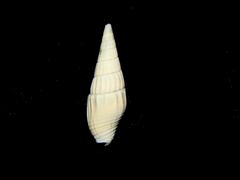 Columbellidae