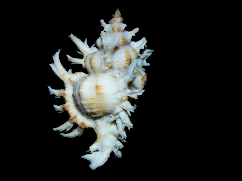 Chicoreus cnissodus 2 5/8” or 62.59mm. w/o "Lovely" # 700306 Chicoreus cnissodus 2 5/8” or 62.59mm. w/o "Lovely" # 700306