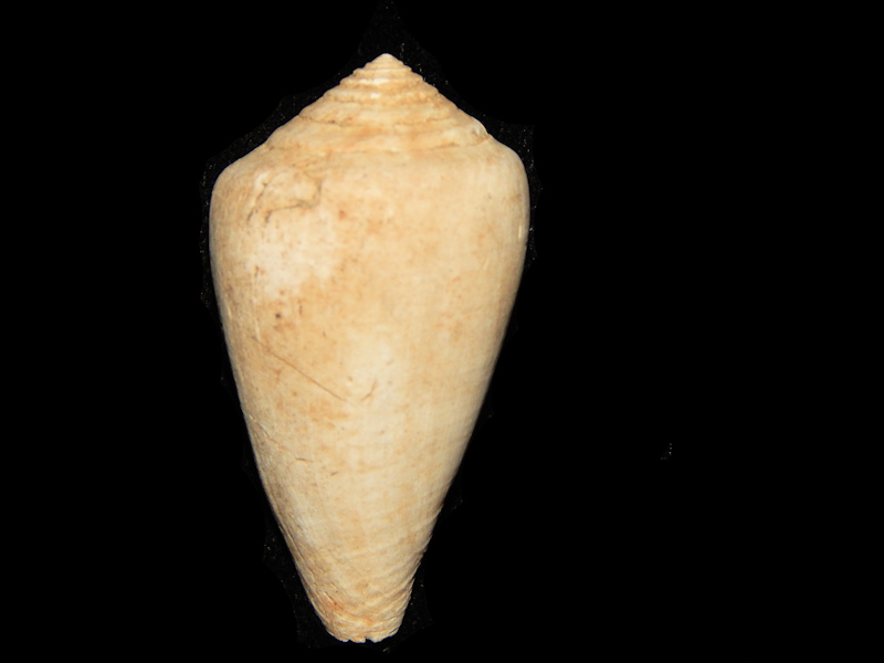 Conus mercati 1 ¾”-Pliocene Gorgeous Tuscany Italy-Lot#14267 Conus mercati 1 ¾”-Pliocene Gorgeous Tuscany Italy-Lot#14267