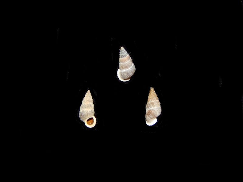 Cochlostoma hidalgo(3)-Land Snails From Austria-Lot # 10567 Cochlostoma hidalgo(3)-Land Snails From Austria-Lot # 10567