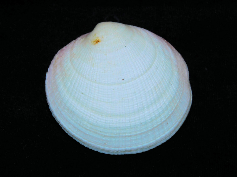 Codakia orbicularis 2 1/8" or 54.37mm.Marathon,FLKeys Lot#16813 Codakia orbicularis 2 1/8" or 54.37mm.Marathon,FLKeys Lot#16813