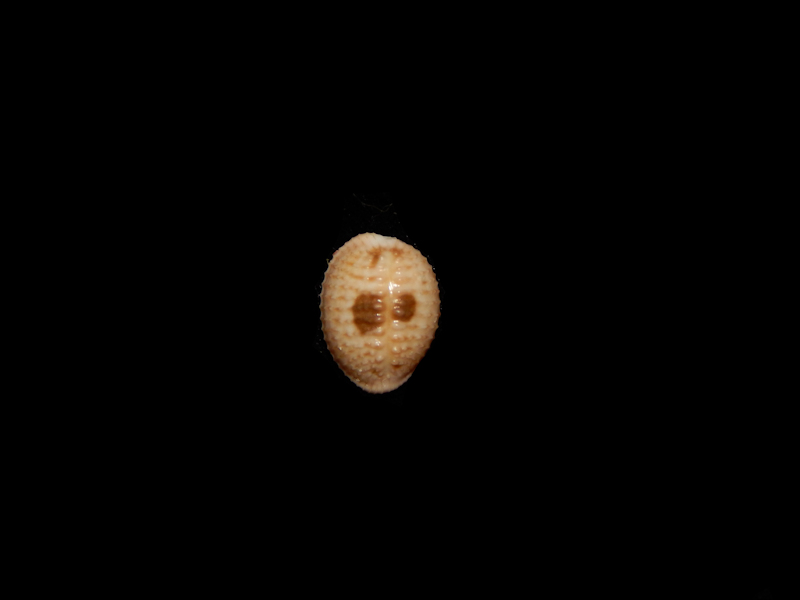 Pusula pediculus-South Bimini, Bahamas-Lot#11478 Pusula pediculus-South Bimini, Bahamas-Lot#11478