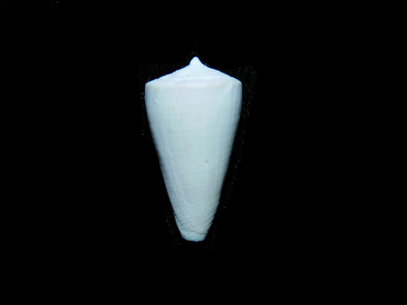 Dauciconus collierensis 21.20mm."Golden Gate Rare Conus" #17825 Dauciconus collierensis 21.20mm."Golden Gate Rare Conus" #17825