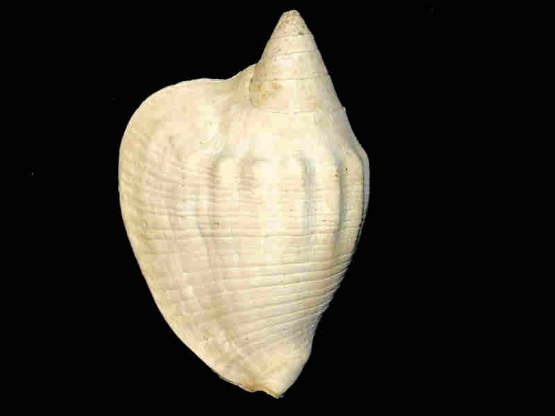 Macrostrombus collierensis or 7 3/8” or 186.06mm."Golden Gate Member" Lot#17962 (image for) Macrostrombus collierensis or 7 3/8” or 186.06mm."Golden Gate Member" Lot#17962
