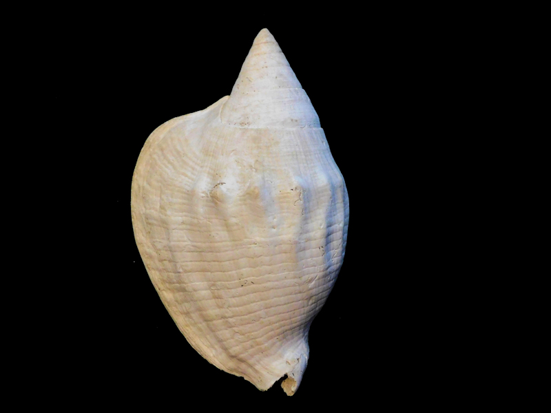 Macrostrombus collierensis or 6 3/4” or 167.93mm.#17422 Macrostrombus collierensis or 6 3/4” or 167.93mm.#17422