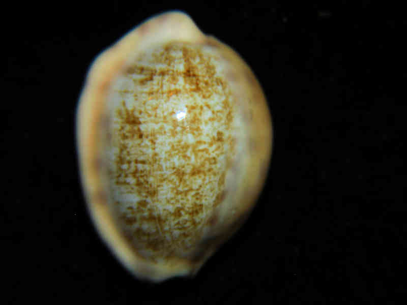 Cypraea coloba f. greegori 26.95mm. Thailand Lot#901201JB (image for) Cypraea coloba f. greegori 26.95mm. Thailand Lot#901201JB