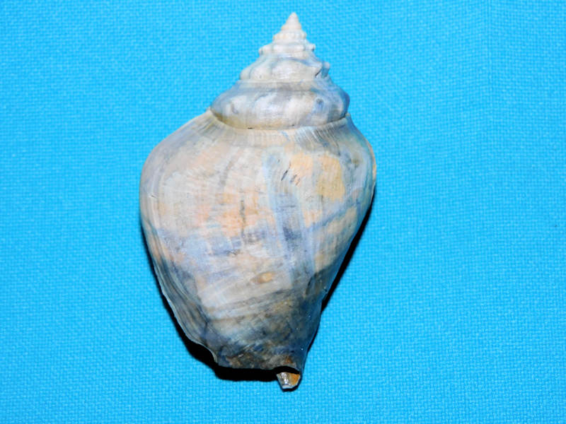 Strombus sarasotaensis cannoni 2 ½” or 60.98mm."lovely"#17101