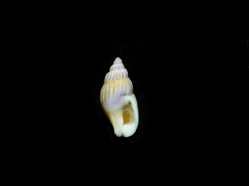 Amphissa columbiana 22.63mm. w/o British Columbia Lot#16796 - Click Image to Close