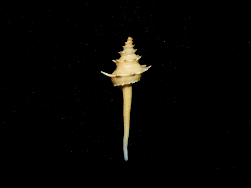 Columbarium pagoda 2 “or 50.02mm."Rare" #700181 Columbarium pagoda 2 “or 50.02mm."Rare" #700181
