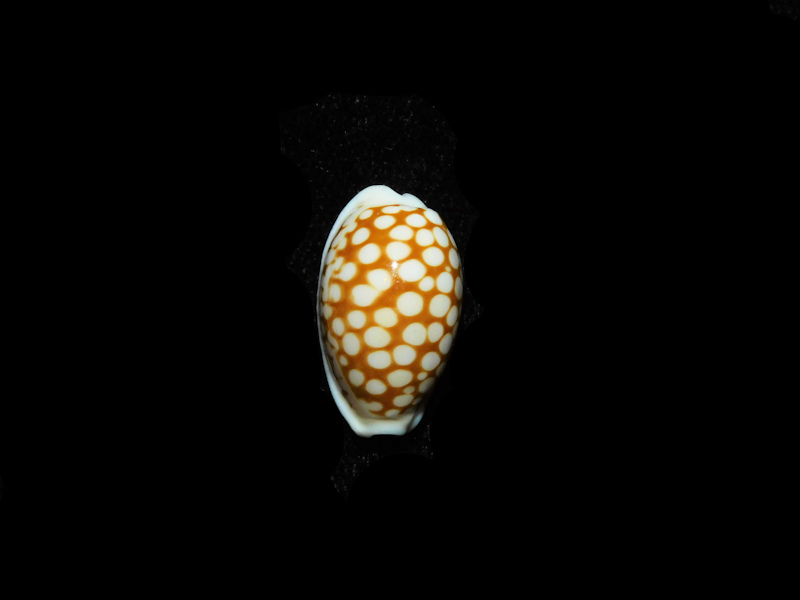 Cribrarula comma comma 19.04mm."Zanzibar" LOT#901269JB (image for) Cribrarula comma comma 19.04mm."Zanzibar" LOT#901269JB