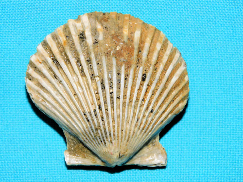 Argopecten comparilis 2 1/8” or53.66mm."Buckingham MBR"#800191 Argopecten comparilis 2 1/8” or53.66mm."Buckingham MBR"#800191