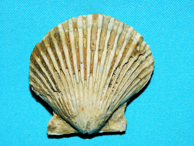 Argopecten comparilis 2 1/8” or53.66mm."Buckingham MBR"#800191