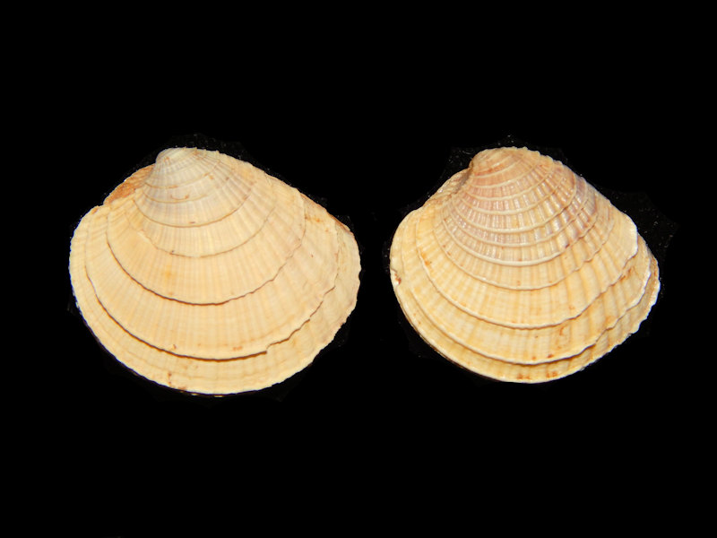 Chione compta (2) 1” & 1 1/8”-West Mexico-Lot#13793 Chione compta (2) 1” & 1 1/8”-West Mexico-Lot#13793
