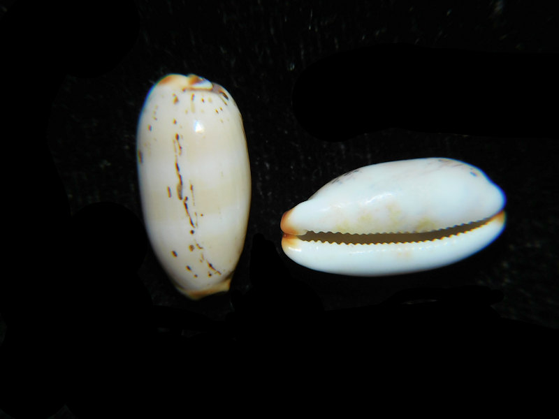 Luria Isabella controversa f. atriceps (2) 16.09mm & 15.83mm."HawaII" LOT#901308JB (image for) Luria Isabella controversa f. atriceps (2) 16.09mm & 15.83mm."HawaII" LOT#901308JB