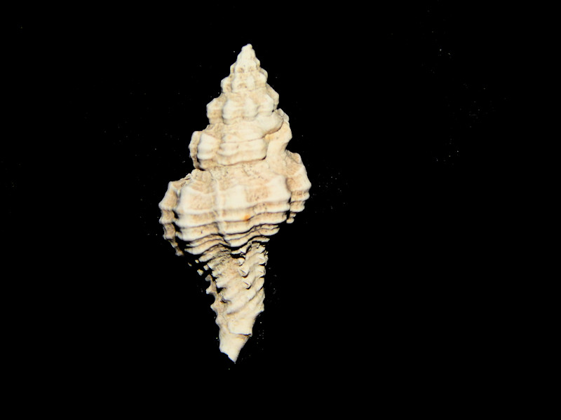 Calotrophon ostrearum conradi 26.37mm-Pinecrest Member-Lot#16429