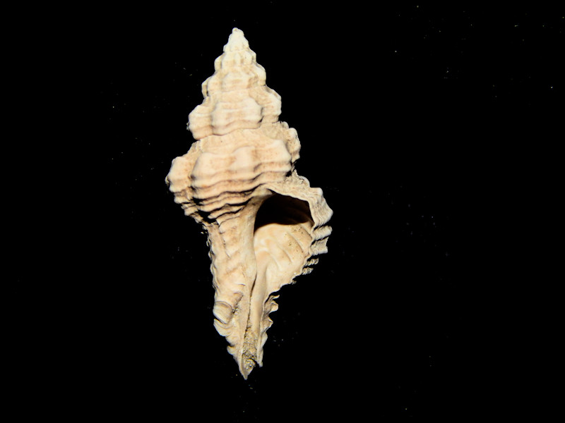 Calotrophon ostrearum conradi 26.37mm-Pinecrest Member-Lot#16429