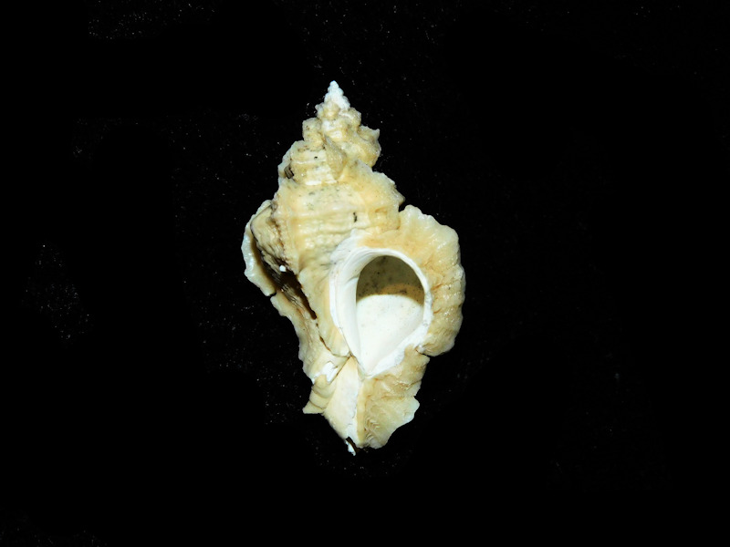 Pterorhytis conradi 1 5/8” or 40.00mm. "Superb" #17603