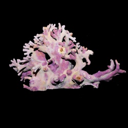 A generic image