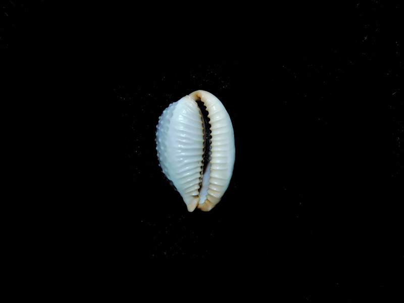 Staphylaea staphylaea consobrina -Great Barrier Reef #17380