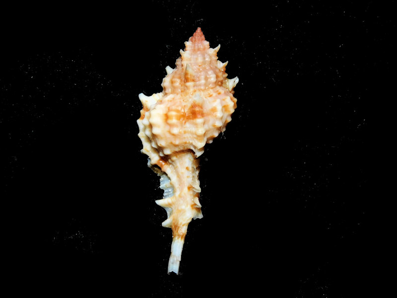 Siratus consuelae 1 5/8” or 40.18mm. w/o "Guadeloupe"#700095 Siratus consuelae 1 5/8” or 40.18mm. w/o "Guadeloupe"#700095