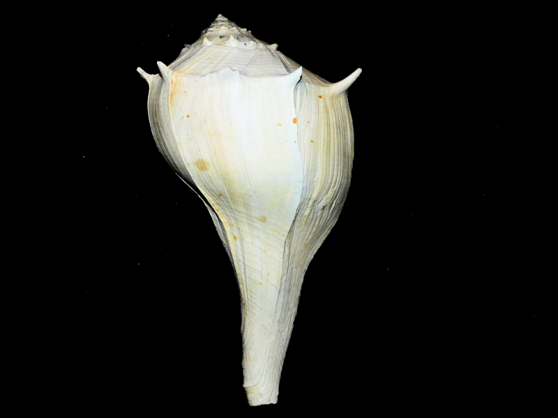 Sinistrofulgur contrarium 9” or 228.30mm. "Mature Lovely"#900011 Sinistrofulgur contrarium 9” or 228.30mm. "Mature Lovely"#900011