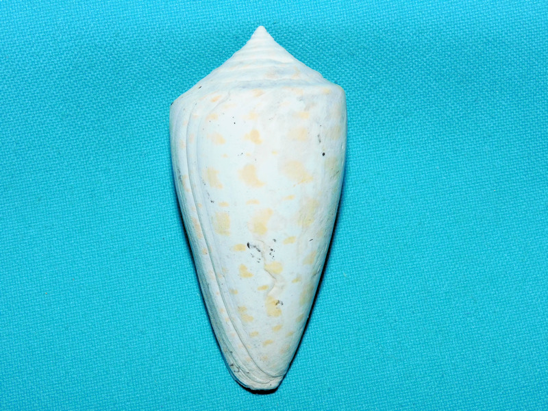 Lindaconus ductor 2 ¾” or 71.23mm."Ultra-Rare"600096 Lindaconus ductor 2 ¾” or 71.23mm."Ultra-Rare"600096