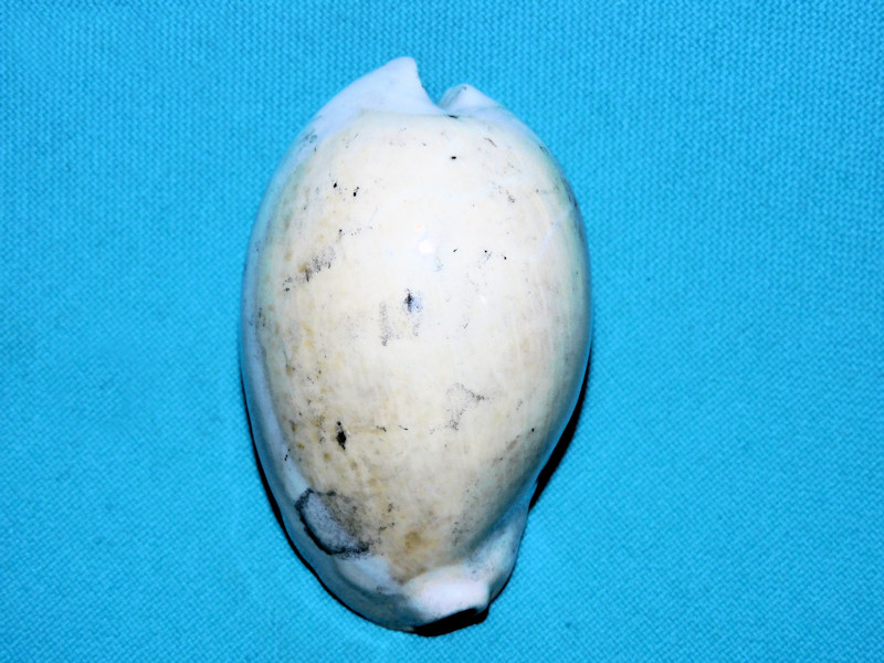 Akleistostoma cookei 2 3/8” or 59.22mm.Ultra-Rare#600063 Akleistostoma cookei 2 3/8” or 59.22mm.Ultra-Rare#600063