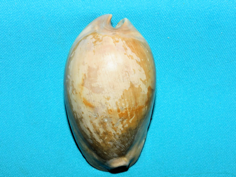 Akleistostoma cookei 2 5/8” or 66.62mm."Giant"#800057 Akleistostoma cookei 2 5/8” or 66.62mm."Giant"#800057