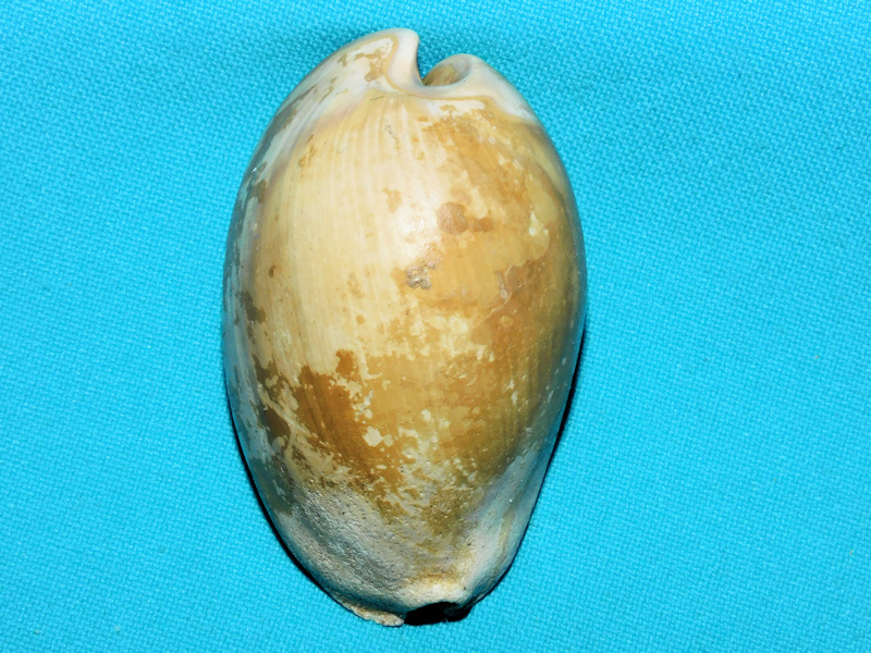 Akleistostoma cookei 2 5/8” or 63.19mm."Rare"#800062 Akleistostoma cookei 2 5/8” or 63.19mm."Rare"#800062