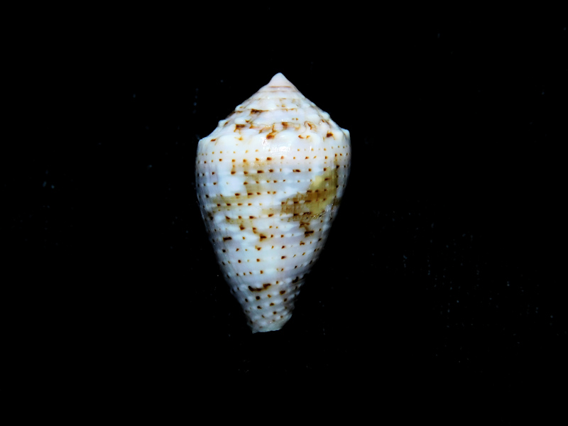 Conus (Virroconus) coronatus 22.58mm. Phuket Lot#16831 Conus (Virroconus) coronatus 22.58mm. Phuket Lot#16831