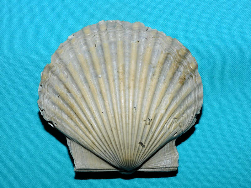 Carolinapecten corpulentus 3 5/8” or 89.90mm."Ultra-Rare"#800142 Carolinapecten corpulentus 3 5/8” or 89.90mm."Ultra-Rare"#800142