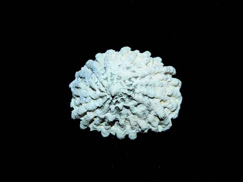 Crucibulum costatum 1 ½” or 34.98mm.Golden Gate Lot#16793 Crucibulum costatum 1 ½” or 34.98mm.Golden Gate Lot#16793