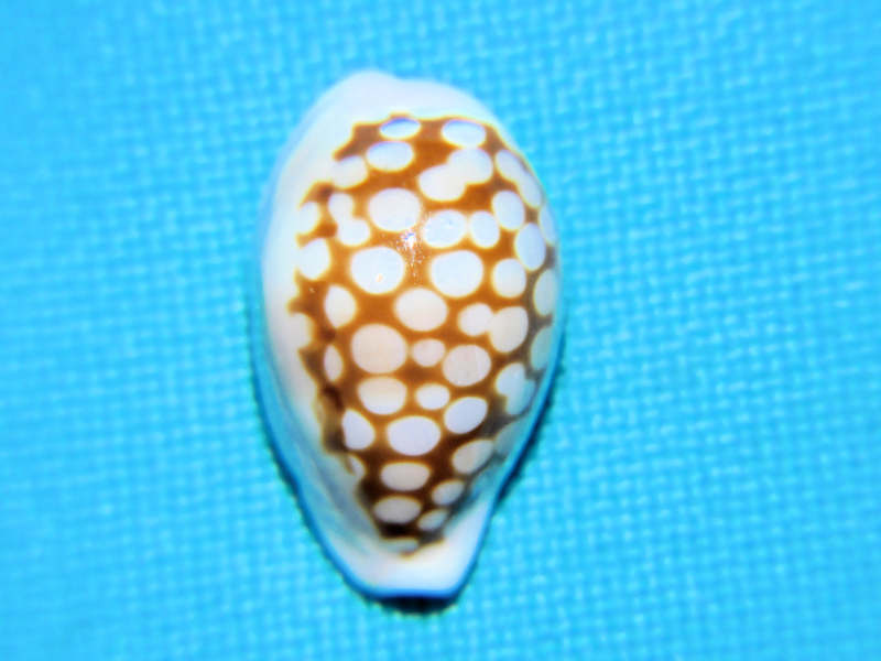 Cribrarula esontropia francescoi 17.61mm."Madagascar"#700871 - Click Image to Close