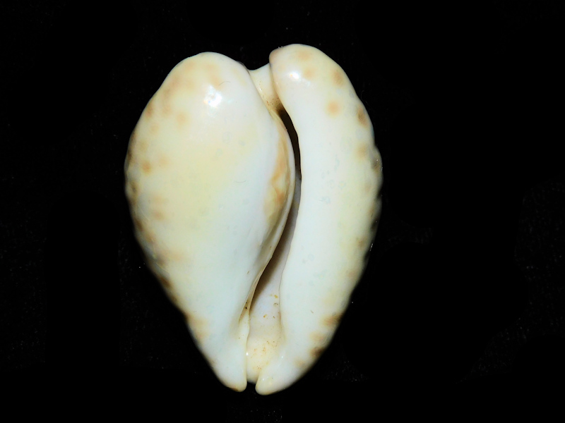 Barycypraea teulerei 1 3/4” or 44.85mm."Oman"#700865 - Click Image to Close
