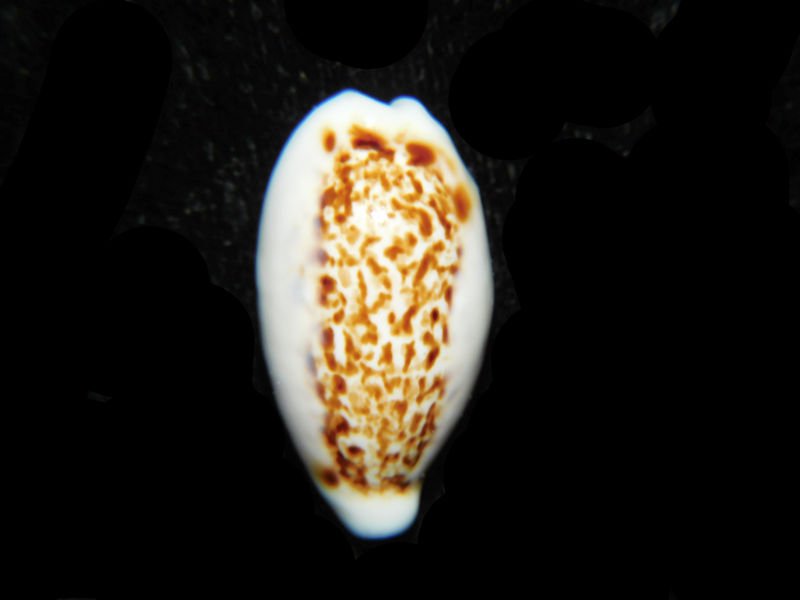 Eclogavena coxeni 1 1/8” or 27.24mm."Superb Rare" LOT#901313JB (image for) Eclogavena coxeni 1 1/8” or 27.24mm."Superb Rare" LOT#901313JB