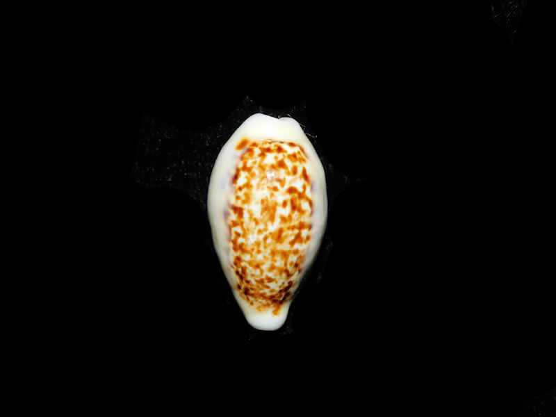 Eclogavena coxeni 1” or 25.66mm. "Superb" LOT#901321JB (image for) Eclogavena coxeni 1” or 25.66mm. "Superb" LOT#901321JB
