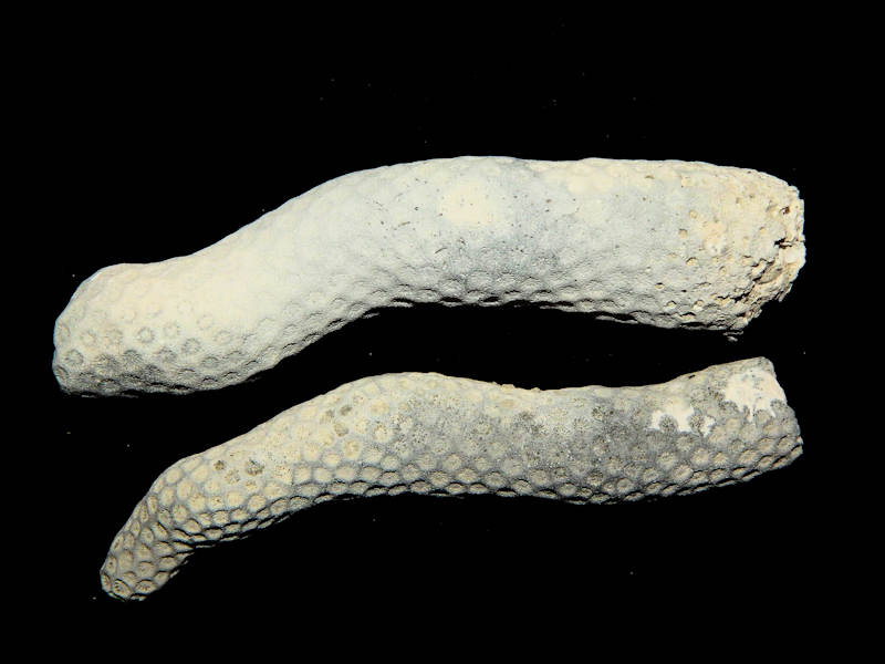 Septastrea crassa (2) 6 1/8" & 5 5/8" -Rare SMR-Lot#16602 Septastrea crassa (2) 6 1/8" & 5 5/8" -Rare SMR-Lot#16602
