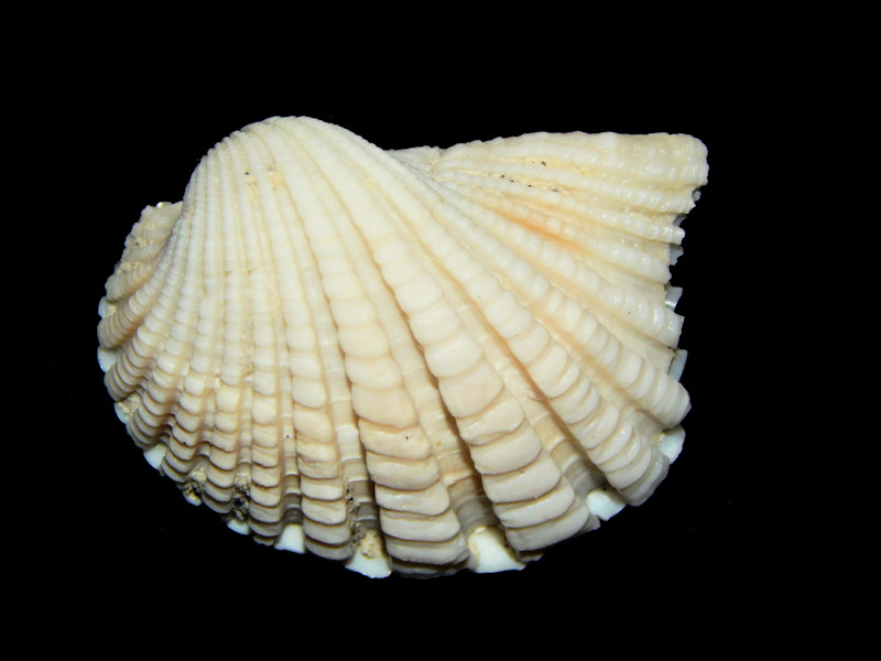 Caloosarca crassicosta Golden Gate Lot 16461 Caloosarca crassicosta Golden Gate Lot 16461