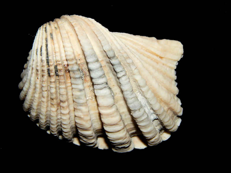 Caloosarca crassicosta 2”-Superb Specimen Bonita-Lot#16658 Caloosarca crassicosta 2”-Superb Specimen Bonita-Lot#16658