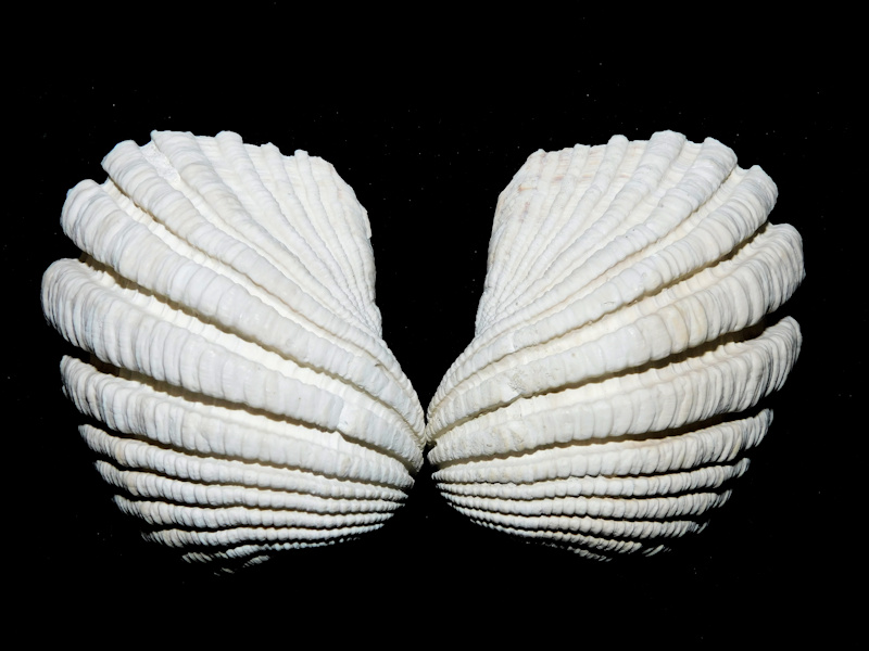 Caloosarca crassicosta 2 5/8” or 57.68mm."Superb"#17086 (image for) Caloosarca crassicosta 2 5/8” or 57.68mm."Superb"#17086