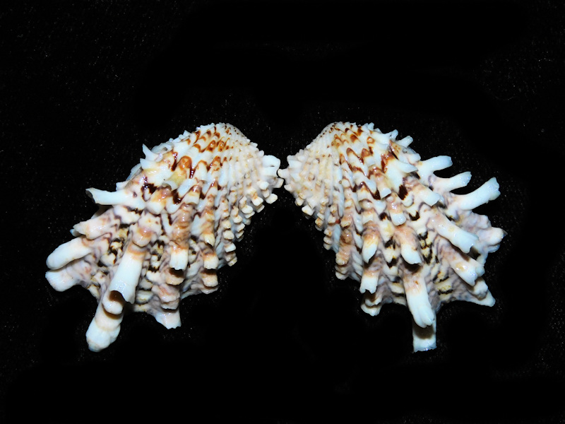 Cardita crassicosta 1 5/8” or 41.18mm. "multi-color" #700241 Cardita crassicosta 1 5/8” or 41.18mm. "multi-color" #700241