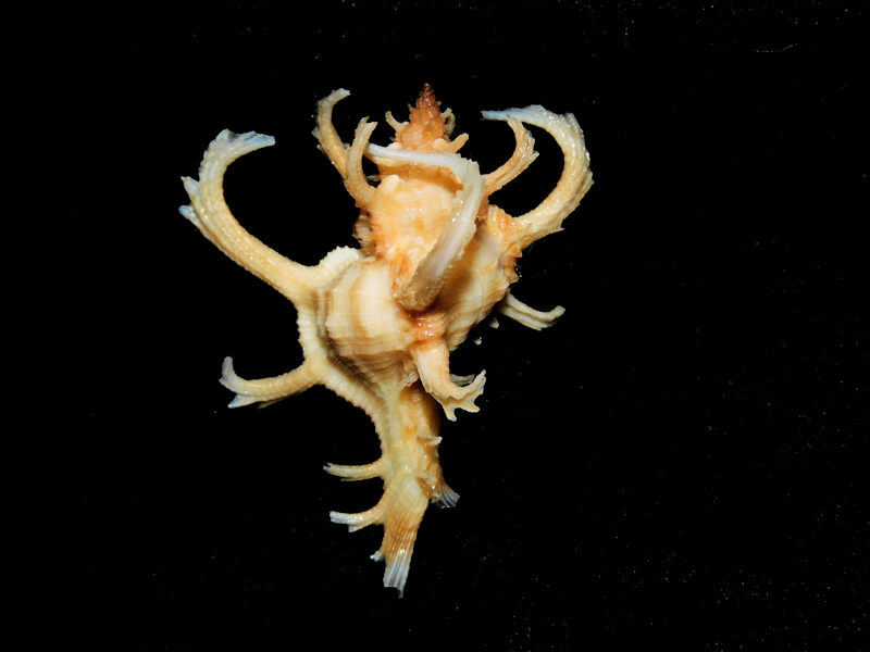 Chicoreus axicornis 1 3/4” or 45.35mm w/o. "Brownish" #700185 Chicoreus axicornis 1 3/4” or 45.35mm w/o. "Brownish" #700185