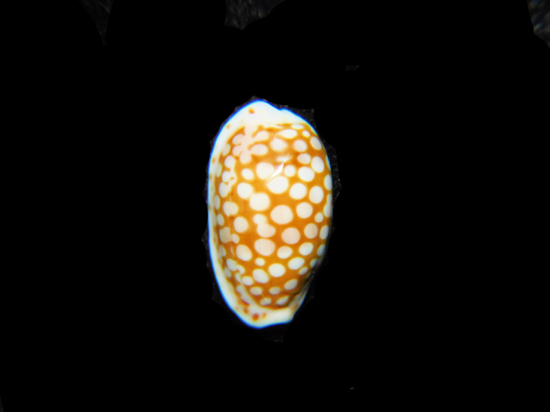 Cribrarula cribellum 14.71mm."Reunion Island" LOT#901271JB (image for) Cribrarula cribellum 14.71mm."Reunion Island" LOT#901271JB