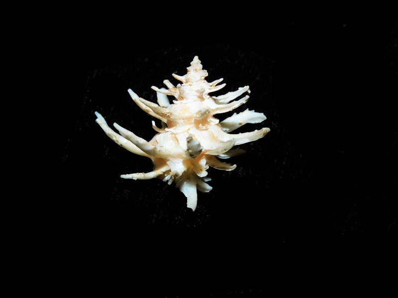 Babelomurex (Laevilatiaxis) cristatus 20.47mm.#700929