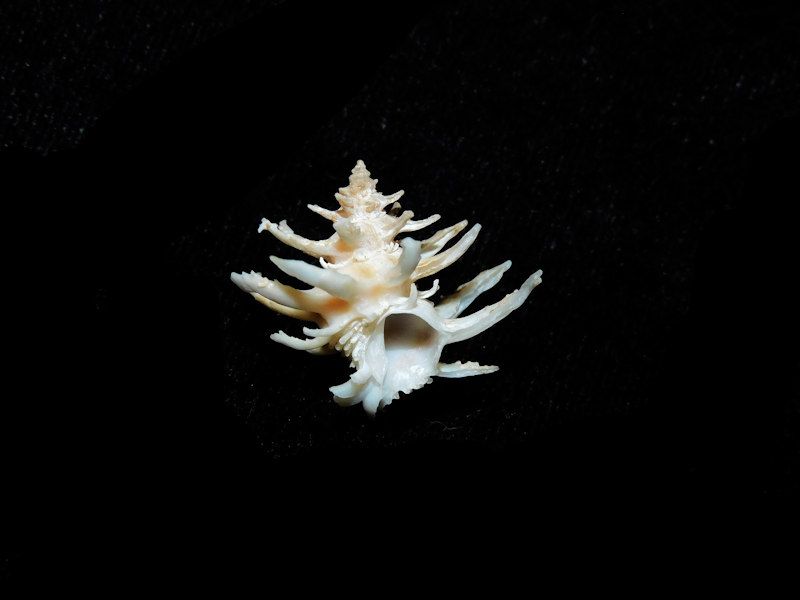 Babelomurex (Laevilatiaxis) cristatus 20.47mm.#700929