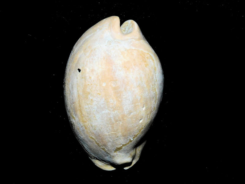 Akleistostoma crocodilia 2 5/8” or 63.57mm."Rare"#800171 Akleistostoma crocodilia 2 5/8” or 63.57mm."Rare"#800171