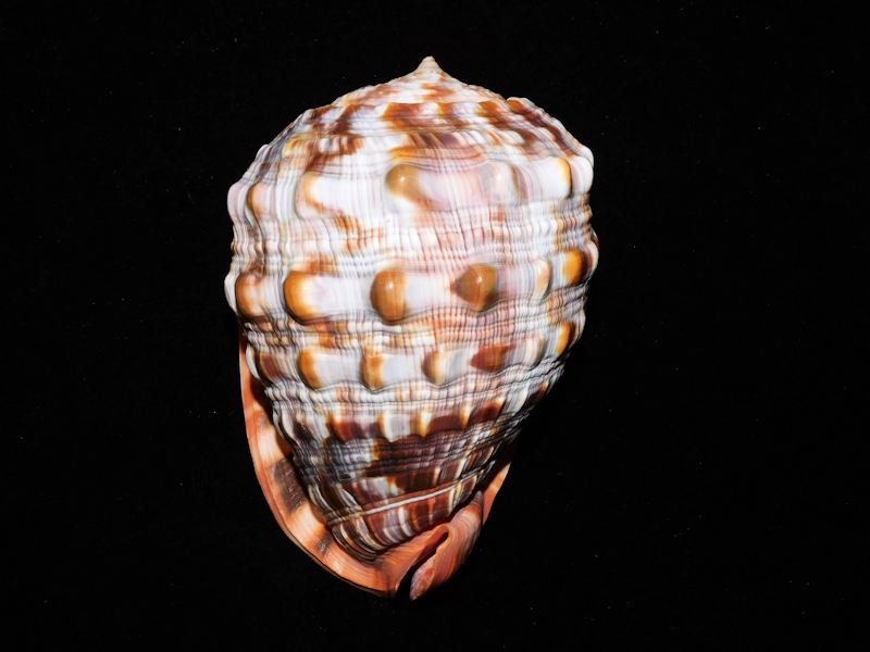 Cypraecassis rufa 6” or 152.65mm. "African Decorative" #700042 Cypraecassis rufa 6” or 152.65mm. "African Decorative" #700042