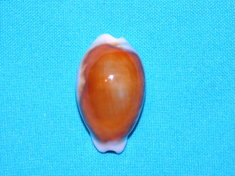 Neobernaya spadicea 1 ¾” or 41.81mm."Superb"#700870 - Click Image to Close